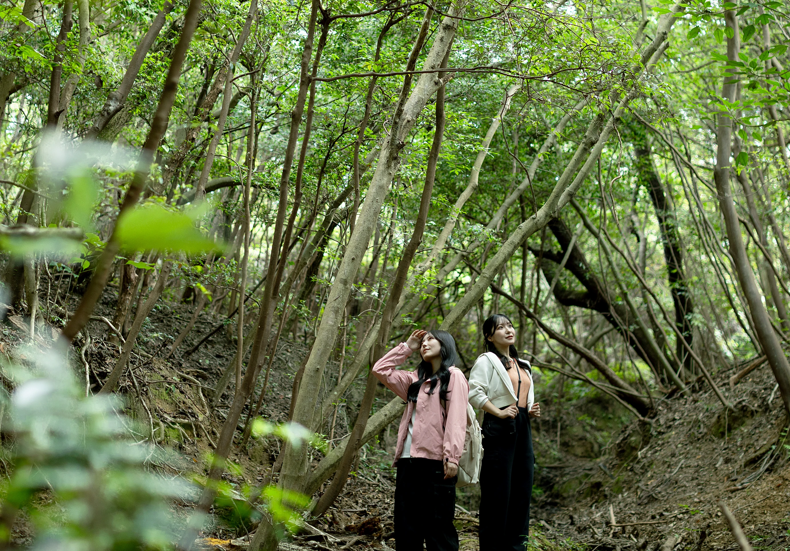岩屋港から北淡震災記念公園 ⾥⼭の隠れ道